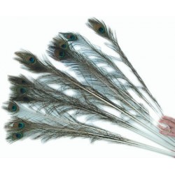 Pretty peacock feathers that your cat will love.