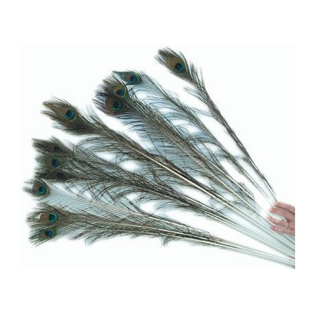 Pretty peacock feathers that your cat will love.