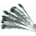 Peacock Feathers, Set of 12