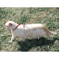 Harness and Tie-Out for cats