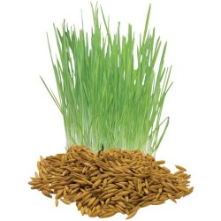 Oat Seeds 4oz