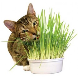 Imperial Cat Easy Grow Oat Grass Kit