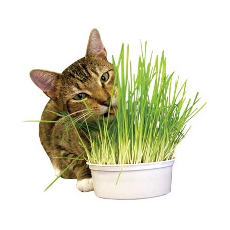 Imperial Cat Easy Grow Oat Grass Kit