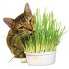 Imperial Cat Easy Grow Oat Grass Kit