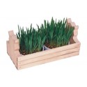 Oat Garden Kit for Cats