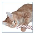 Best Selling Cat Toys