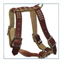 Harnesses and Leads