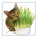 Catnip and Cat Grass