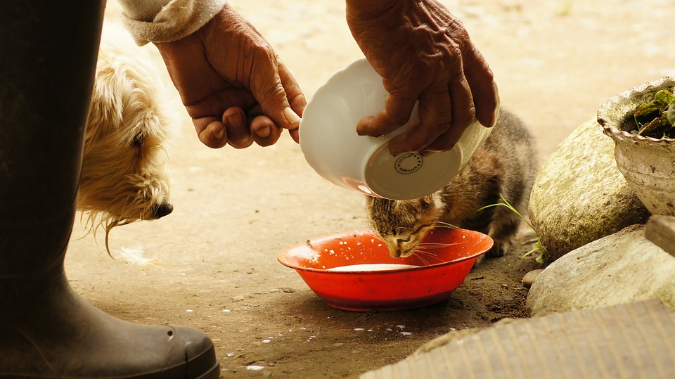 feeding strays