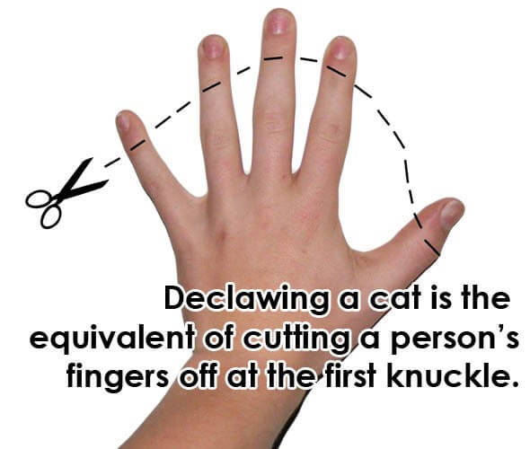 declaw human hand